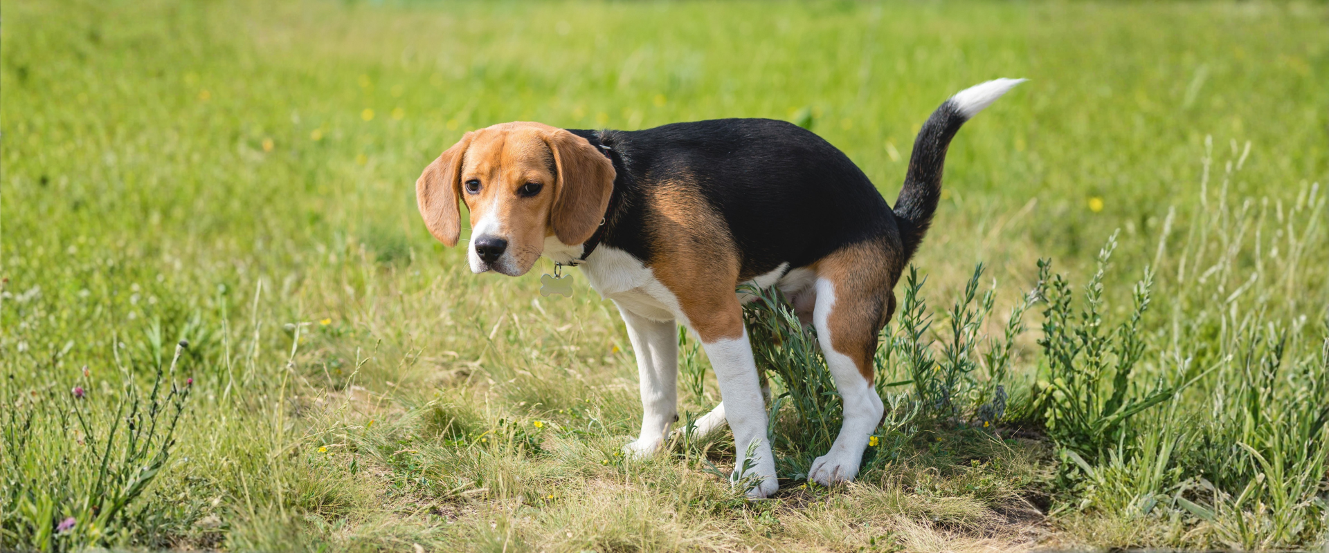 How to Raise a Happy, Balanced Dog with Happy Doggo: A Complete Guide for Indian Pet Parents