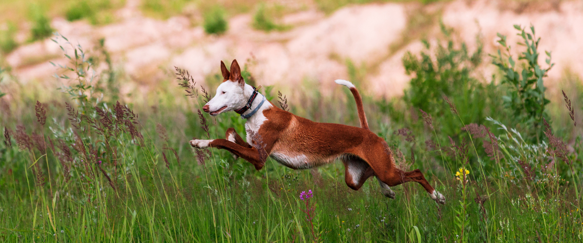 Superfoods for Dogs: Boost Immunity and Skin Health Naturally