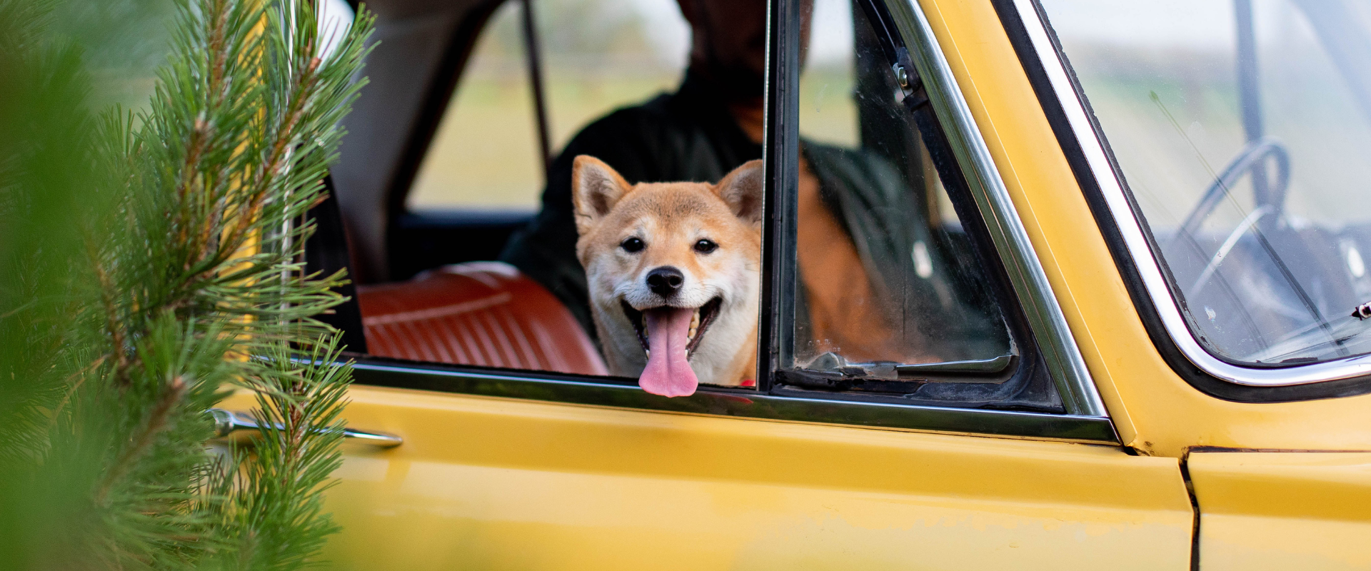 Best Diet Plan for Dogs in India: How to Choose the Right Food for Your Dog’s Breed & Age