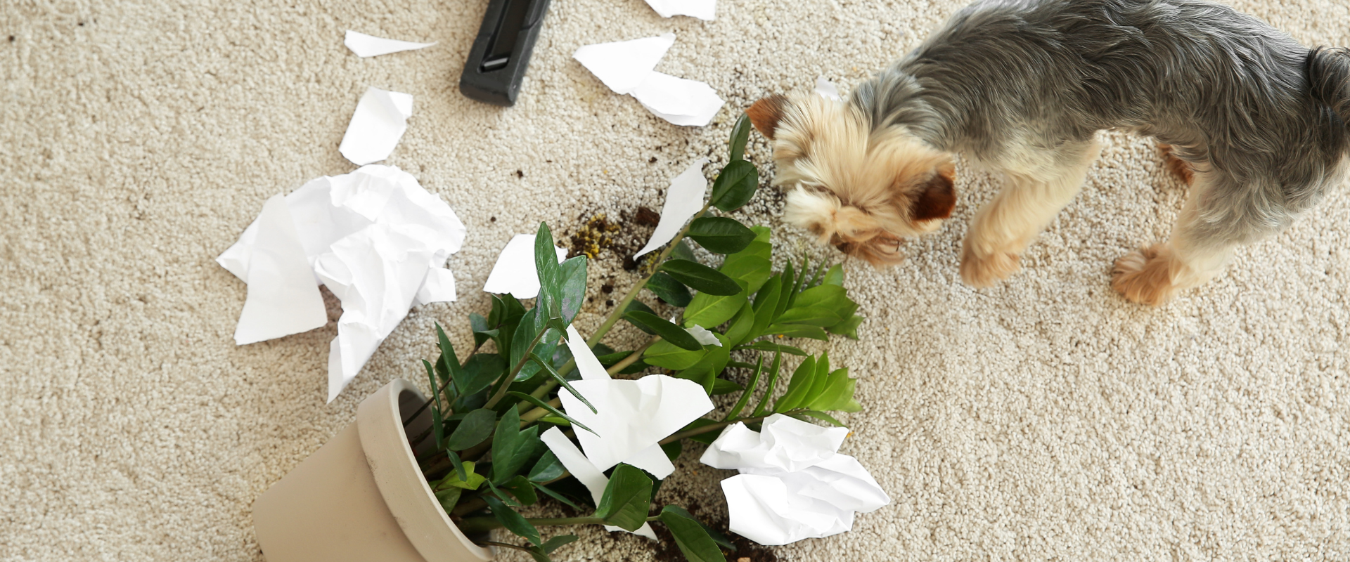 Homemade vs Store-Bought Dog Food: What’s Healthier for Your Pet?