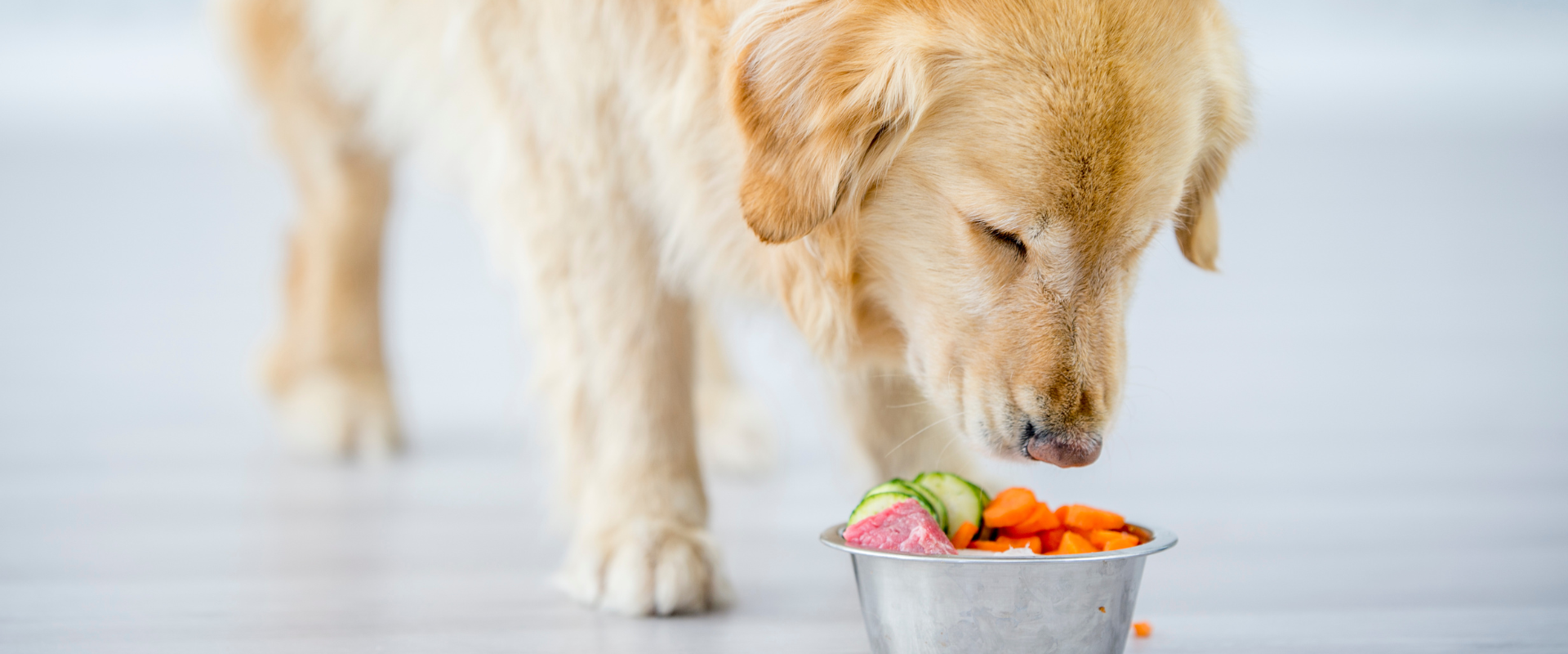 How to Understand Your Dog’s Behavior — A Beginner’s Guide for Pet Parents