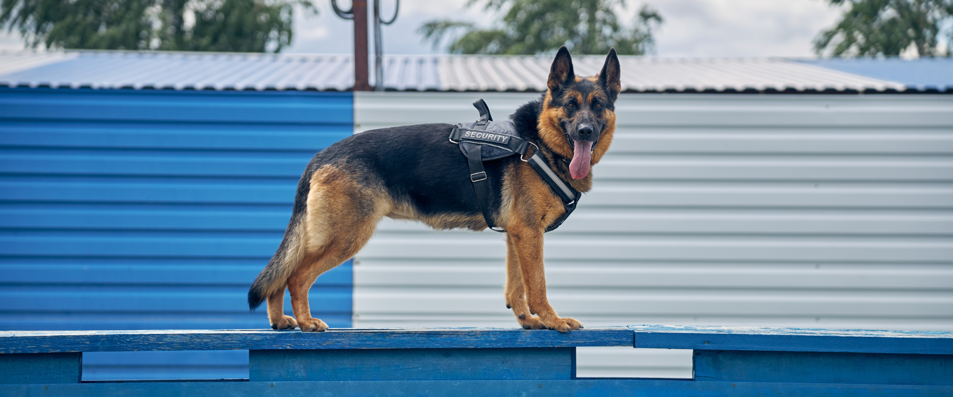 The Ultimate Pet Parenting Guide for First-Time Dog Owners in India