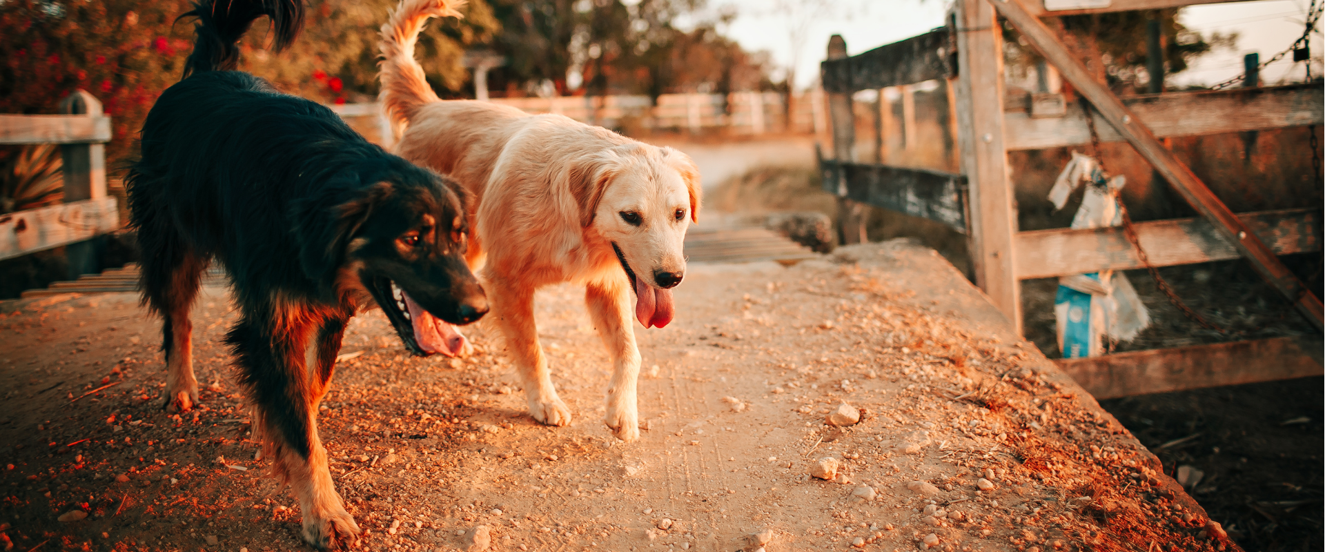 Best Travel Tips for Dogs: How to Make Trips Stress-Free for You and Your Pet