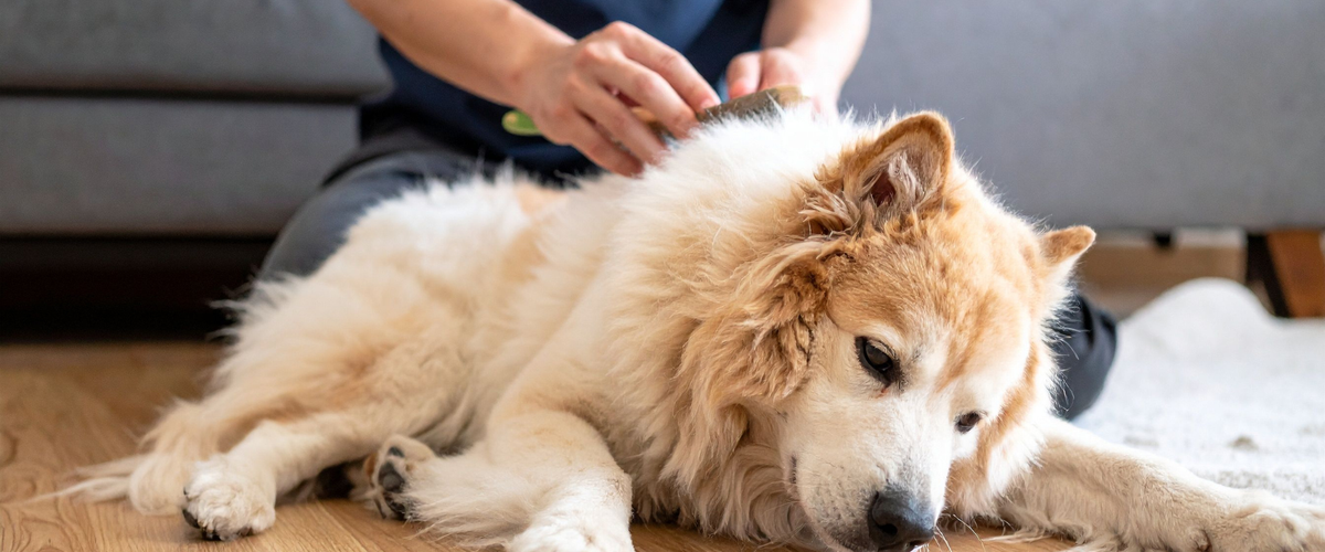 Why Mental Stimulation Is Just as Important as Exercise for Dogs