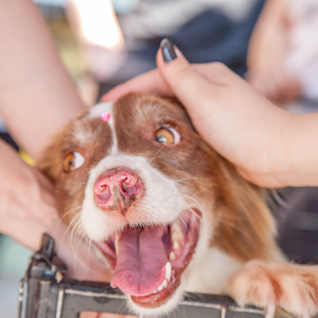 Adoption Consultation