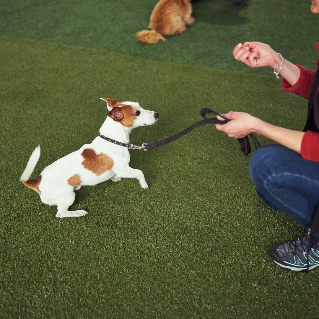 General Consultation