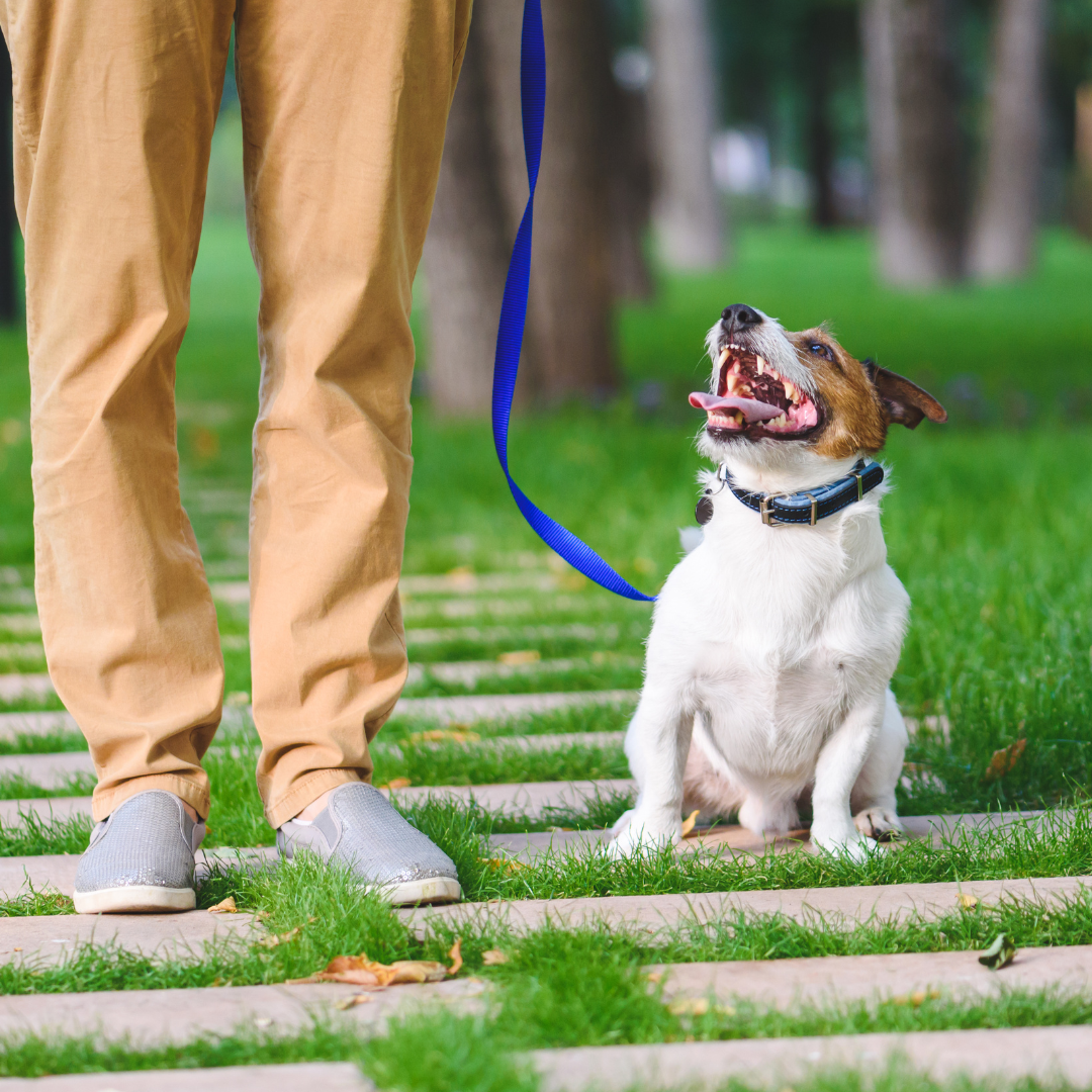 Webinar – Happy Doggo