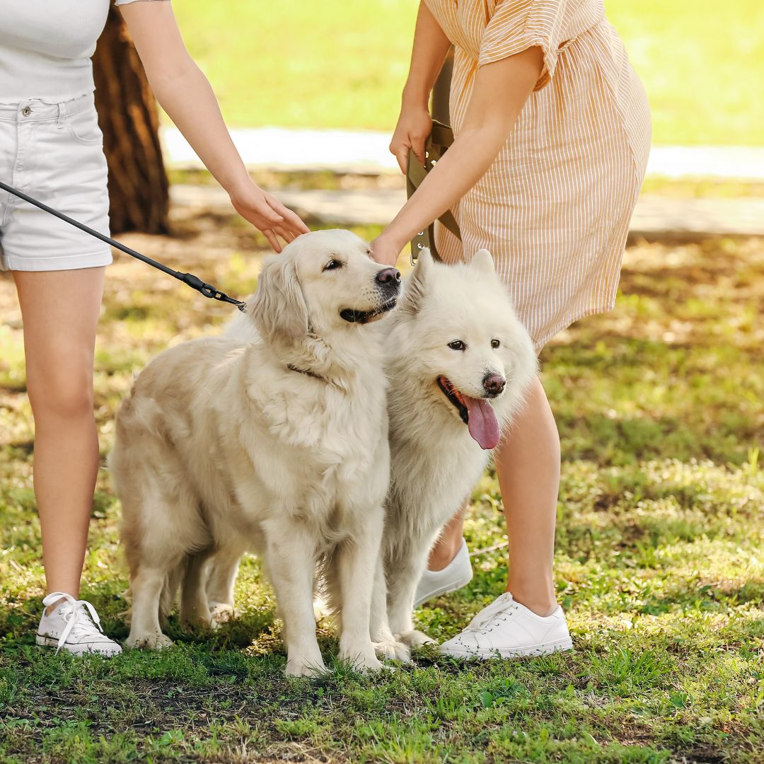 Book a Walk Session at Academy