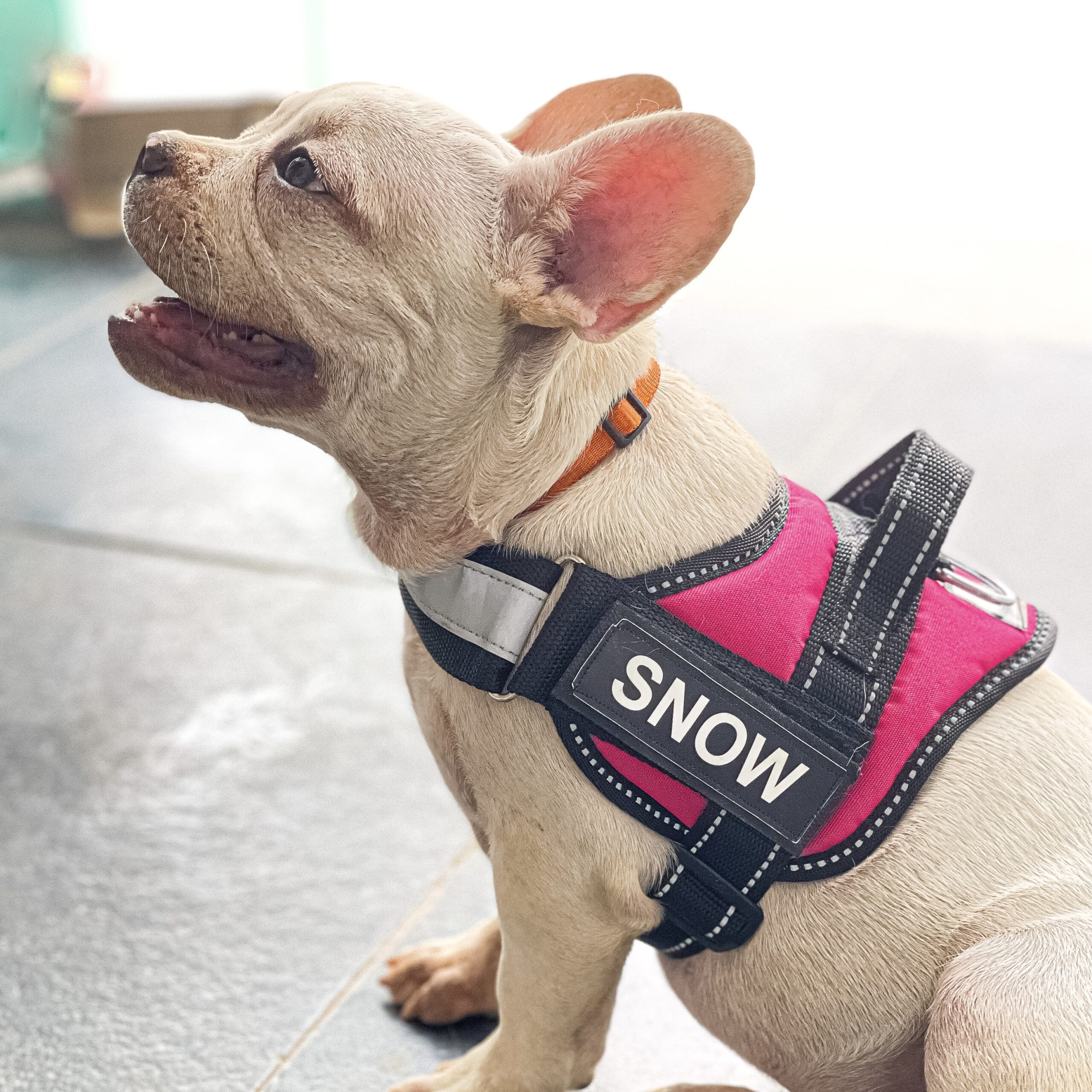 Happy dog harness sale